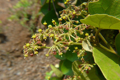 Cissus repanda